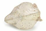 Fossil Oreodont (Leptauchenia) Skull - South Dakota #249245-6